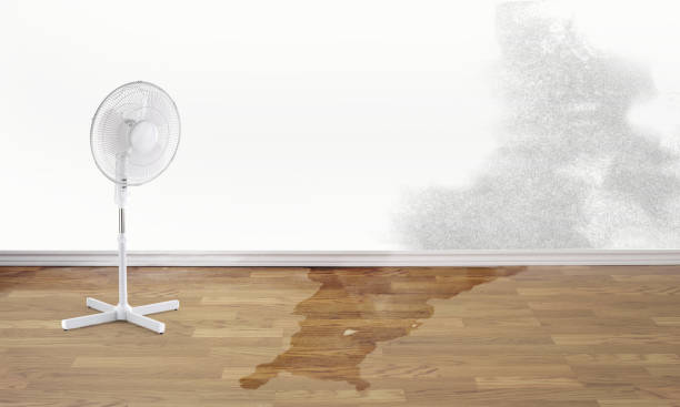 Best Basement water damage restoration  in Wrens, GA